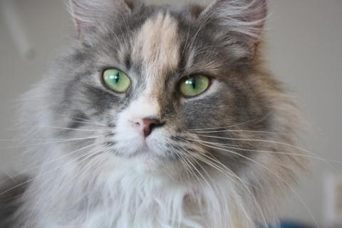 Beau chat web