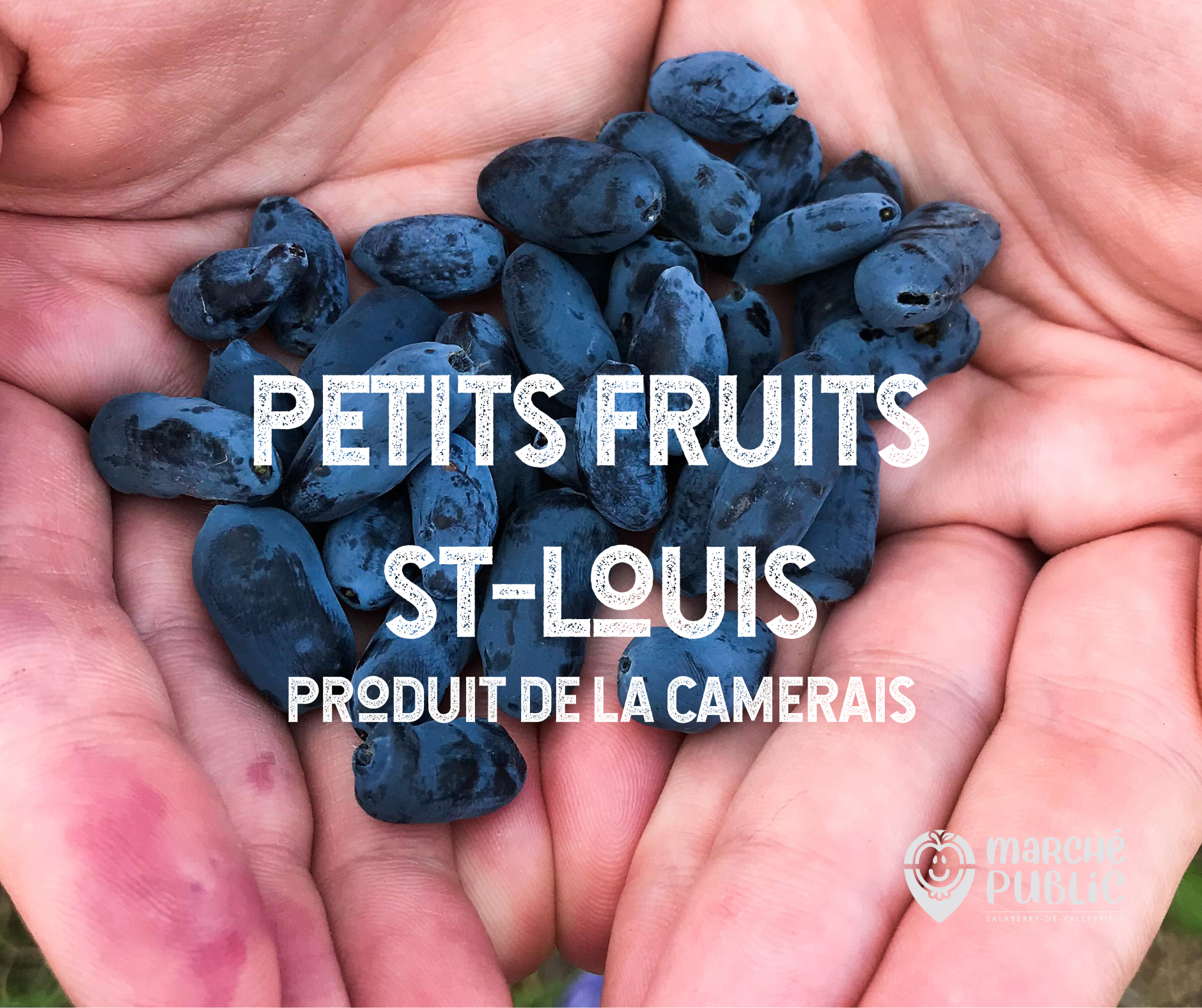 Petits Fruits St-Louis - Produit de la camerise | Producteur marché public 2025