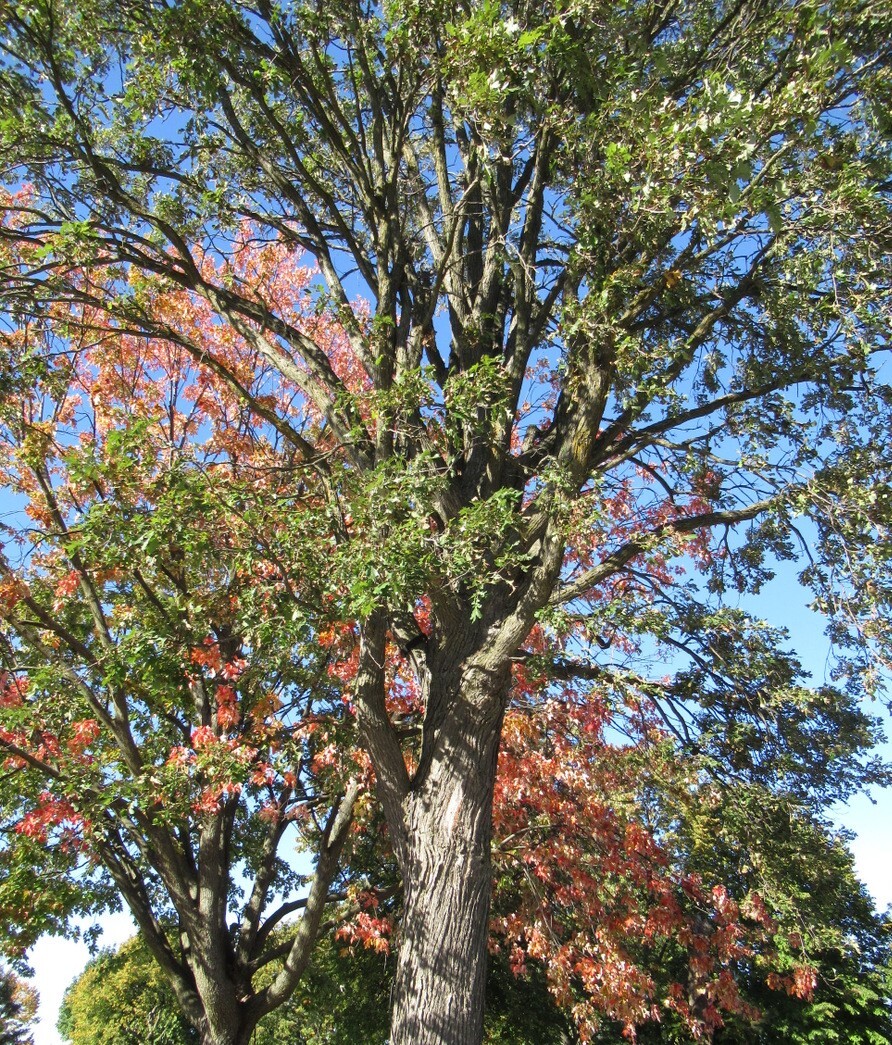 Chêne rouge - Parc Delpha-Sauvé