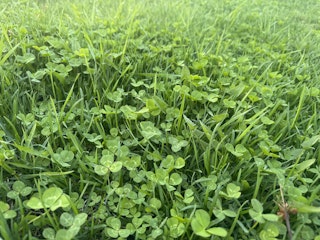 COMM 2025 Biodiversite pelouse fleurie certification 2