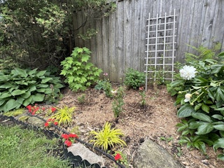 COMM 2025 plantes indigenes 12