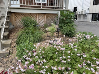 COMM 2025 plantes indigenes 2