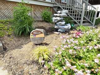 COMM 2025 plantes indigenes 24