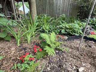 COMM 2025 plantes indigenes 9