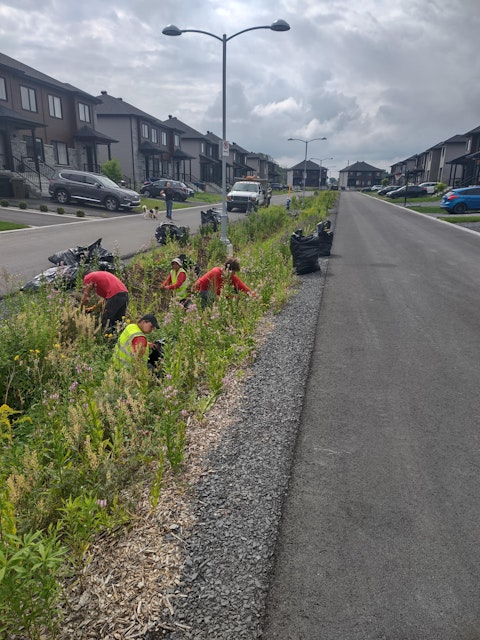 ENV 2022 Fosses urbains entretien Plantes Biodiversite apres 3