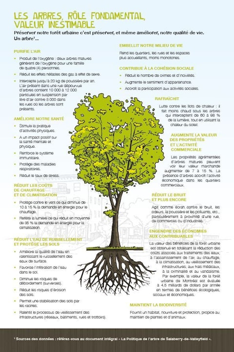 Les arbres pour améliorer notre environnement