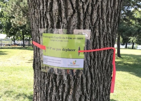 Env 2019 piege agrile du frene 3