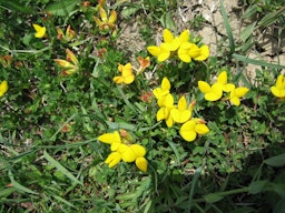Lotiercornicule1