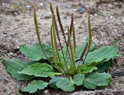 Plantago major plantain major 1 1