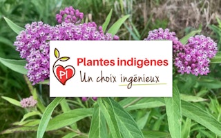 Plantes indigenes 3
