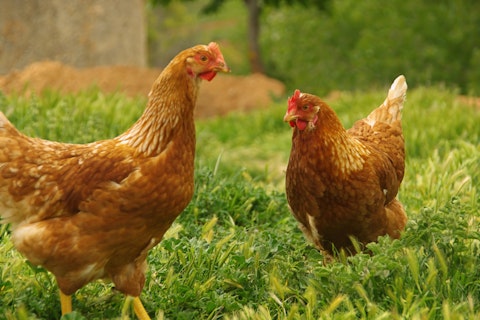 Le poulailler urbain, le guide des essentiels à savoir - Poules en Ville