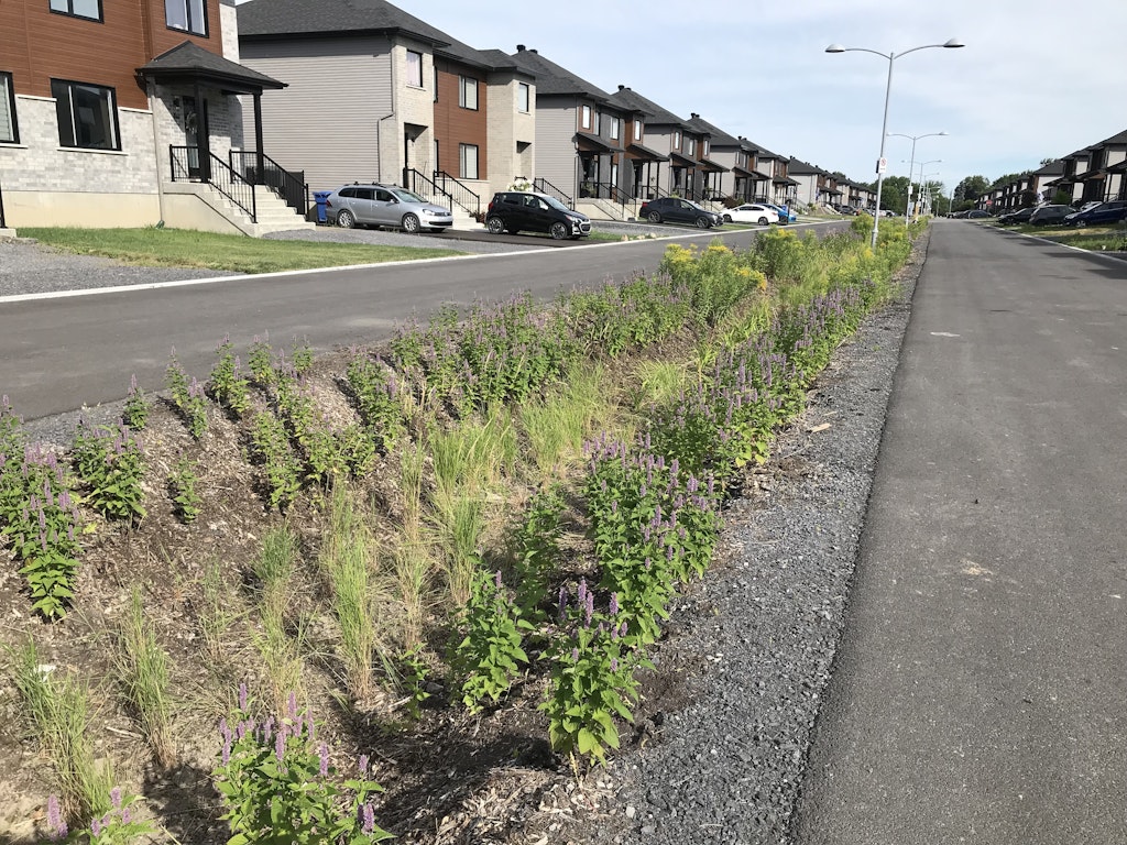 ENV 2022 Fosses urbains entretien Plantes Biodiversite exemple 1