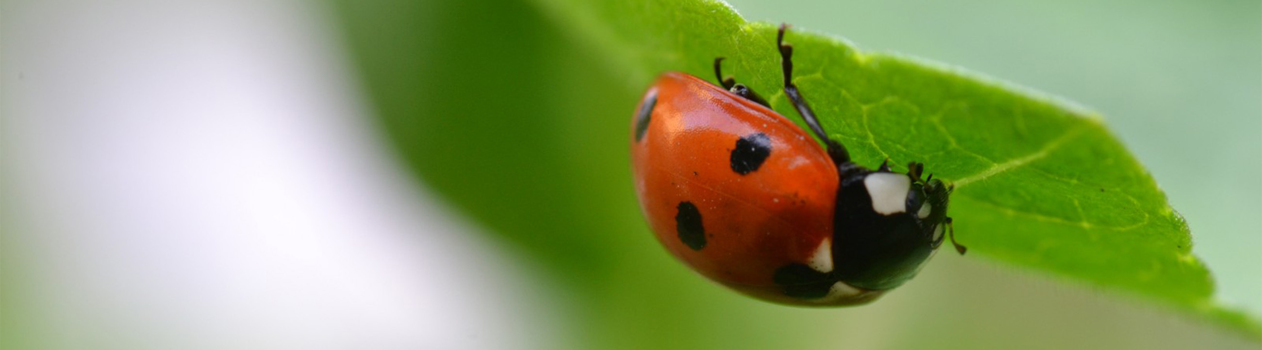 Coccinelles Ville de Salaberry de Valleyfield